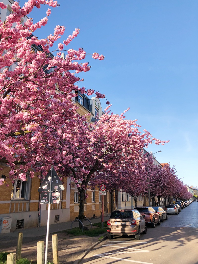 Cherryblossoms in Wittenberg