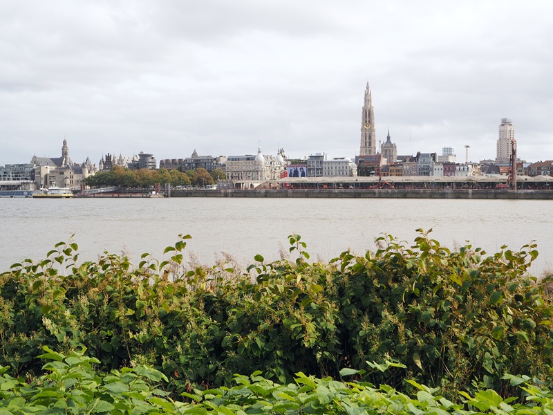 view from linkerover over schldt river and antwerpian skyline